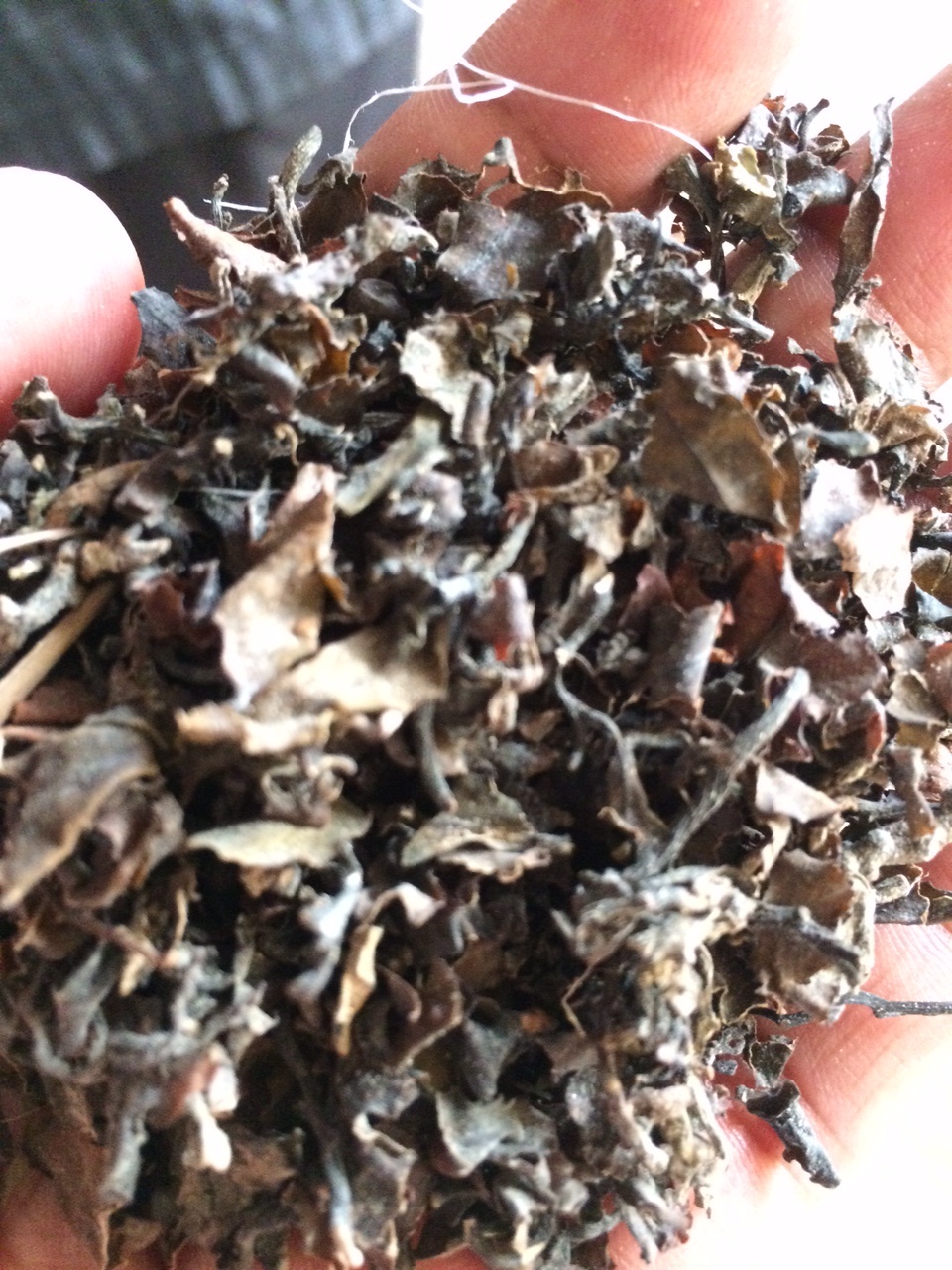 Input material rumput laut kering pada hopper mesin